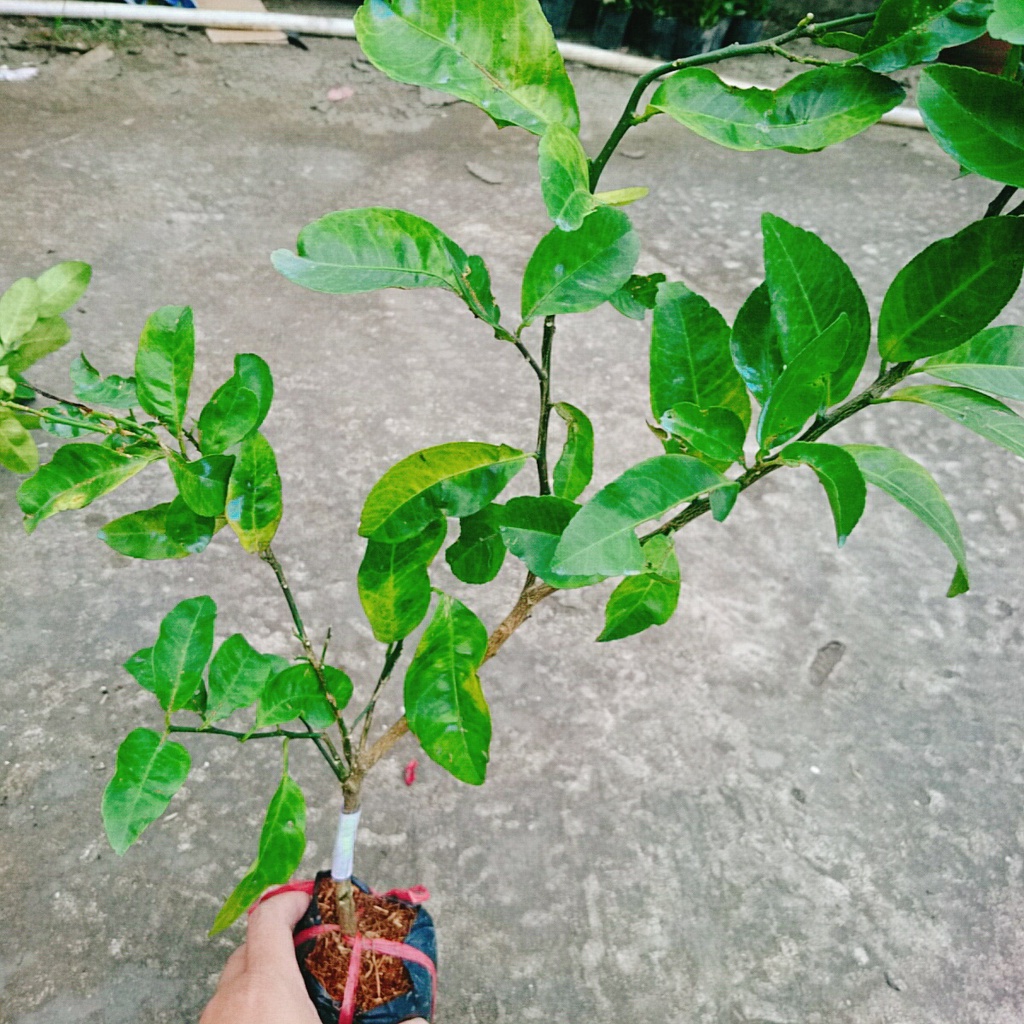 Cây chanh đào - rất thơm, mọng nước, ruột hồng