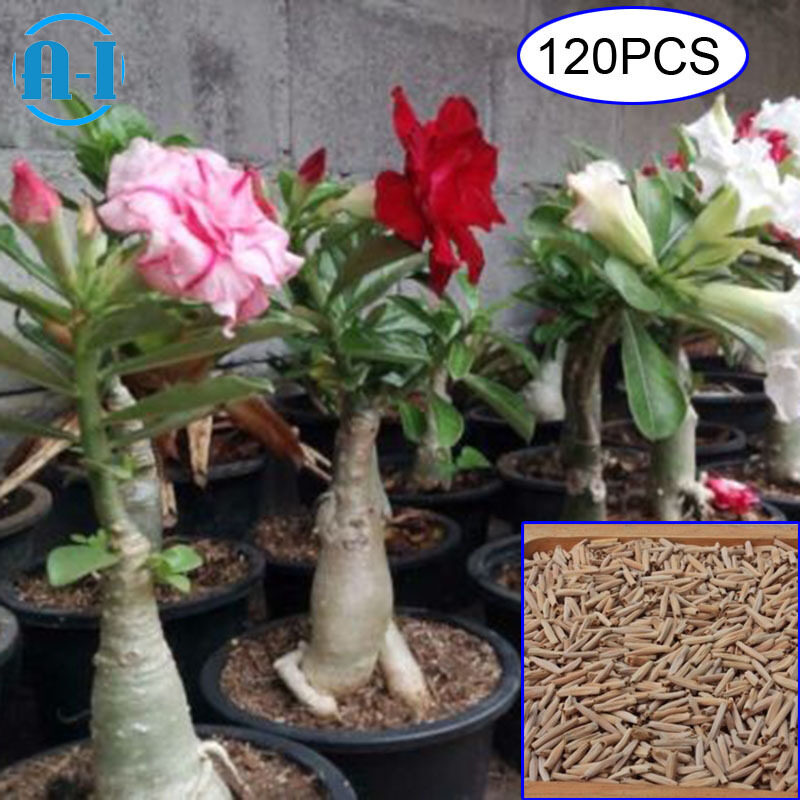 A-I 120Pcs/ Bag Desert Rose Flower Seed Mixed Types Seeds