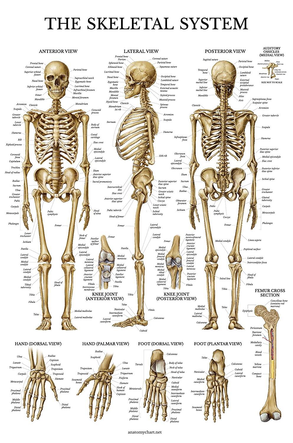 skeletal-system-anatomical-chart-poster-human-skeleton-anatomy-canvas
