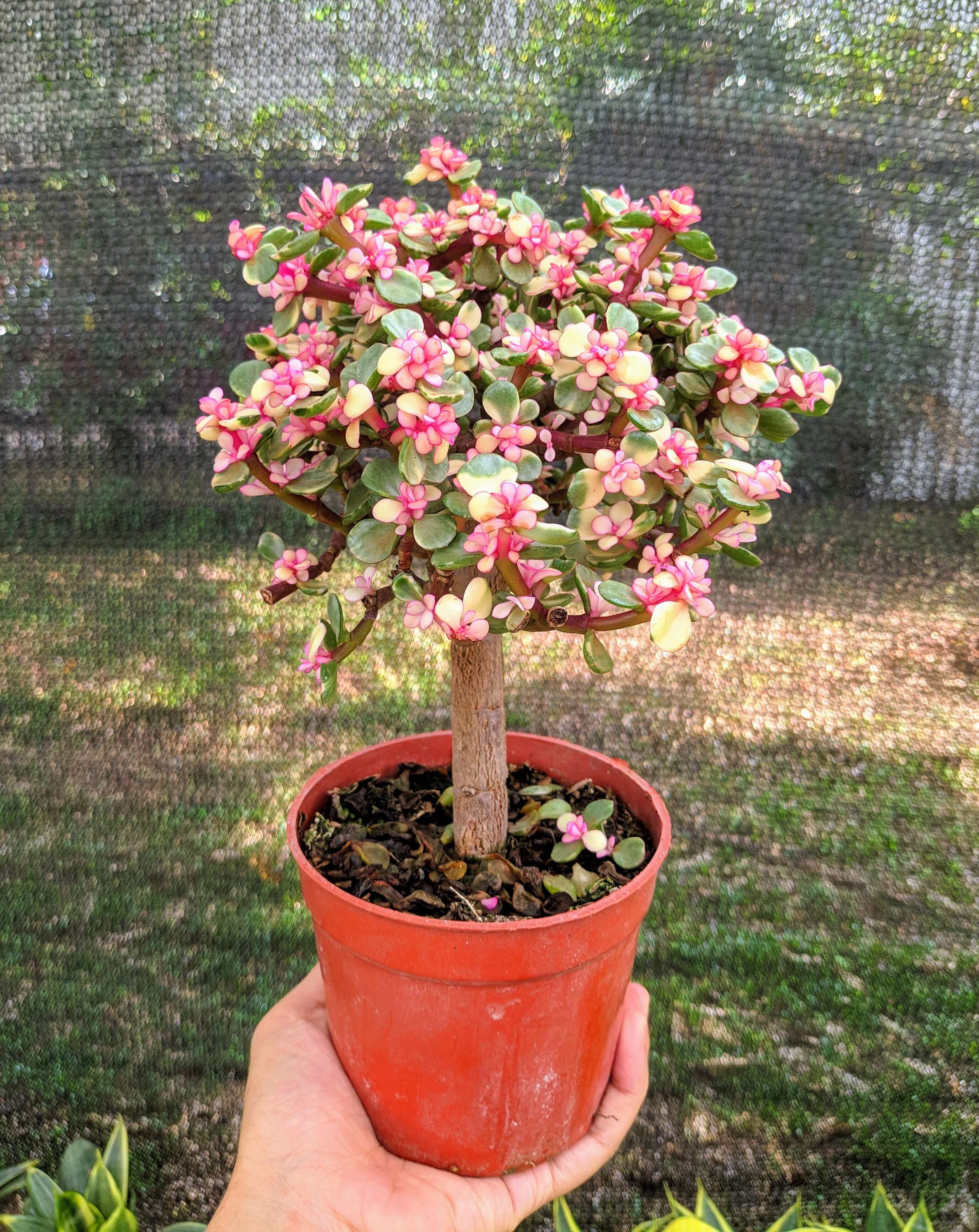 [Outdoor Plant] Portulacaria Afra Variegata Pink 药锦雅乐之舞 Lazada