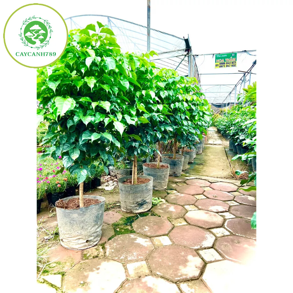 Cây hạnh phúc 1 thân dáng tree cao 1m (ảnh thật số 2)