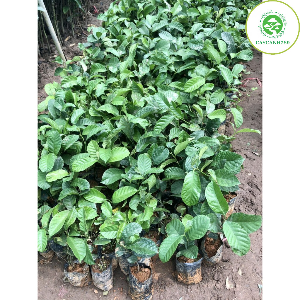 Cây chay ruột đỏ giống cao 40cm (Ảnh Thật)