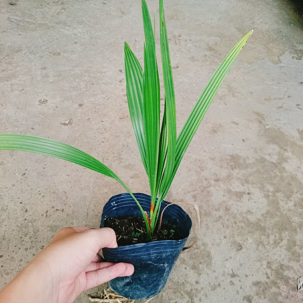 Cây Chà Là Trung Đông (Cây cao 30 - 40cm)