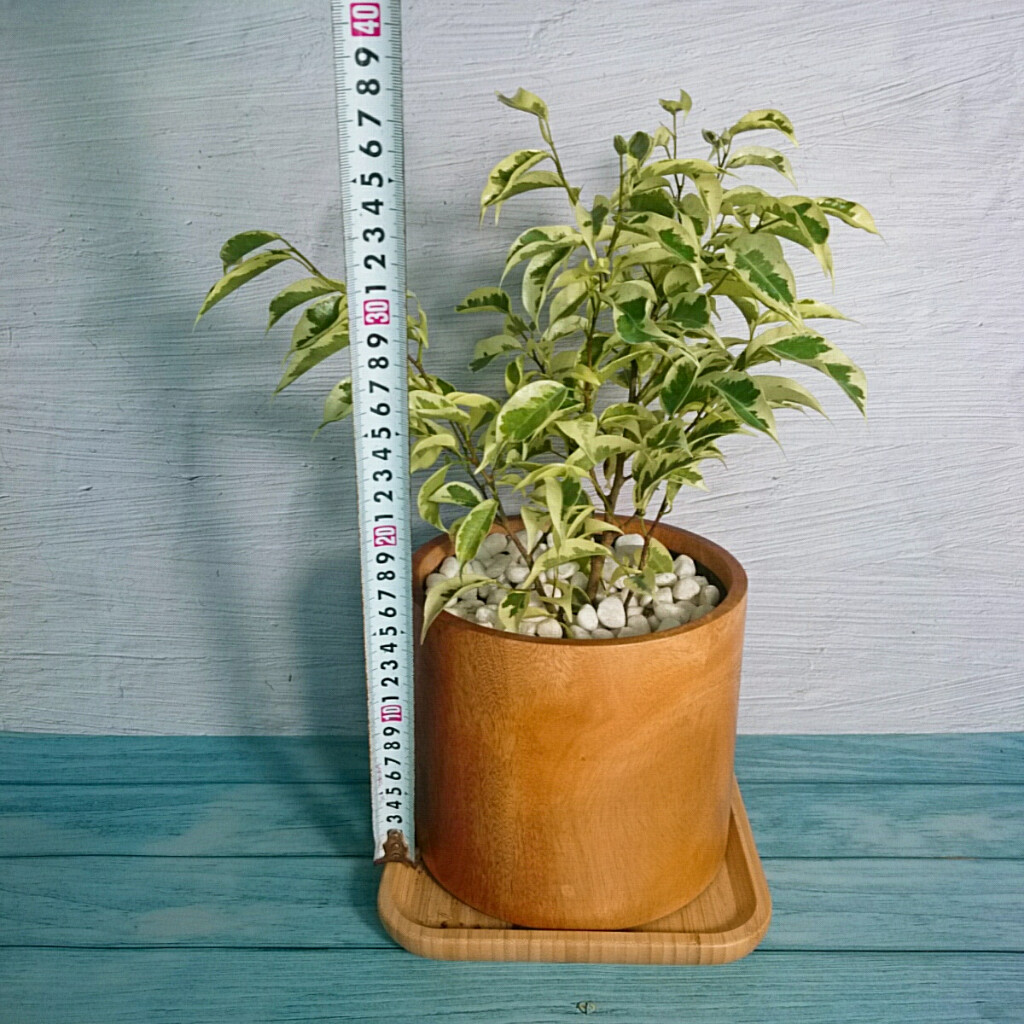 Cây Si Bonsai Cẩm Thạch - cây cảnh bonsai