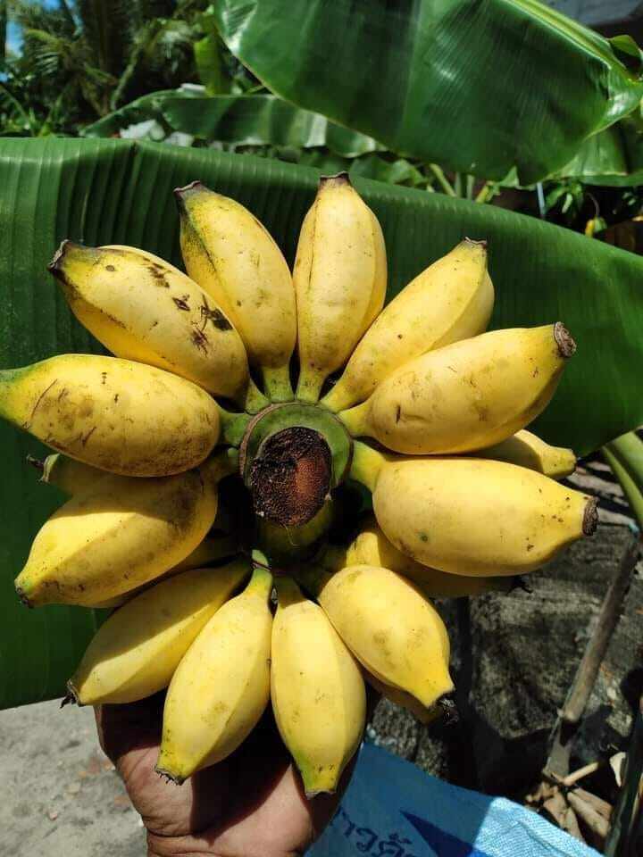 Sulur Pisang Tahi Gajah (Siam) | Lazada