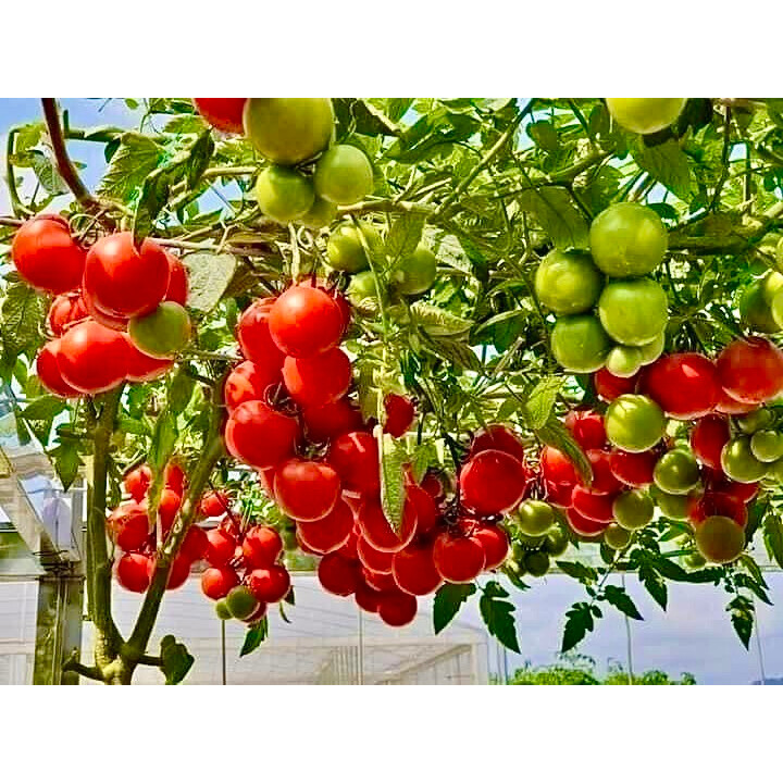Cây cà chua bạch tuộc giống Nga (ảnh thật số 2)