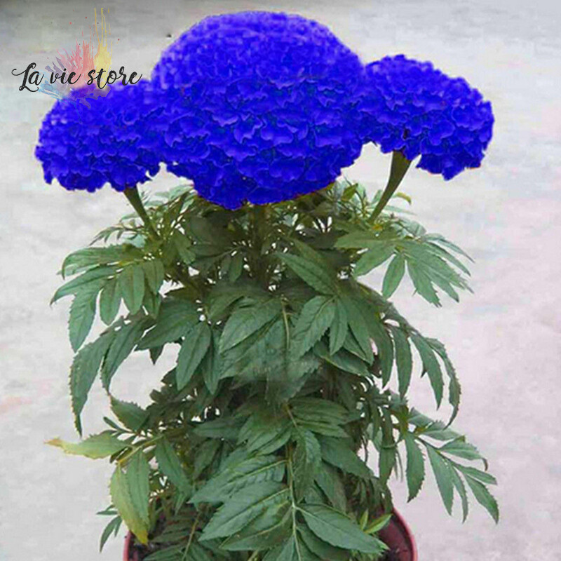 [La vis] 100 Pcs Orange Yellow Blue Maidenhair Seeds Home Garden Bonsai Plants Potted Herb Marigold Chrysanthemum For Flowers Seeds