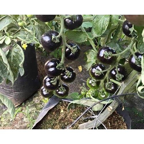 Hạt giống cà chua đen pha đỏ 5hạt/ gói