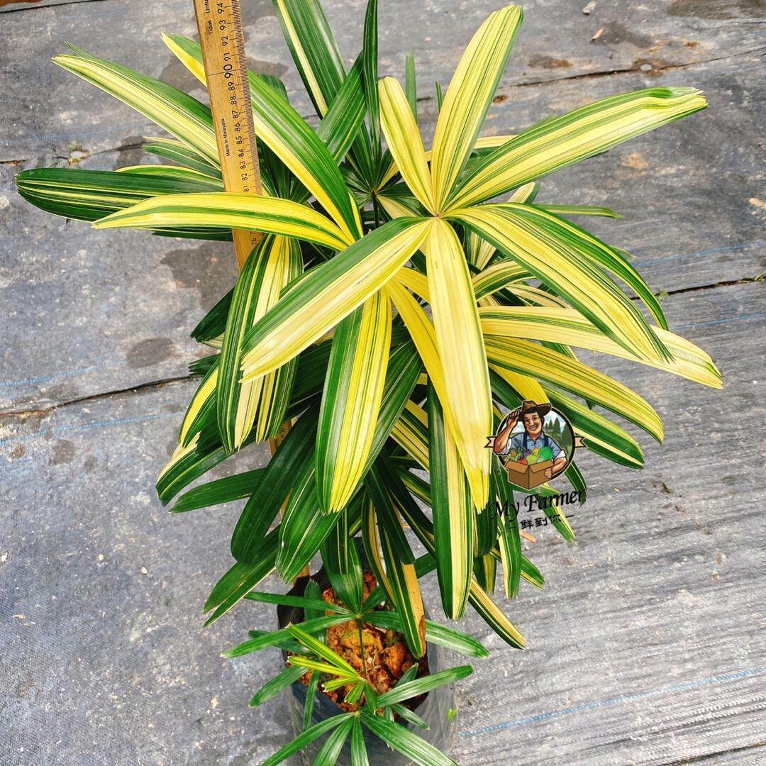Rhapis excelsa VariegataRare plant Rhapis Excelsa Variegata  Seeds Indoor Plant Seeds Tropical Indoor Plants - Lazada | Lazada