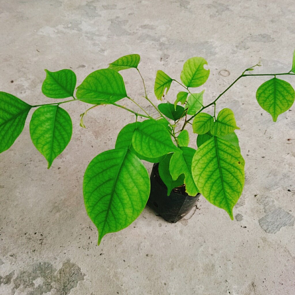 Cây Giáng Hương