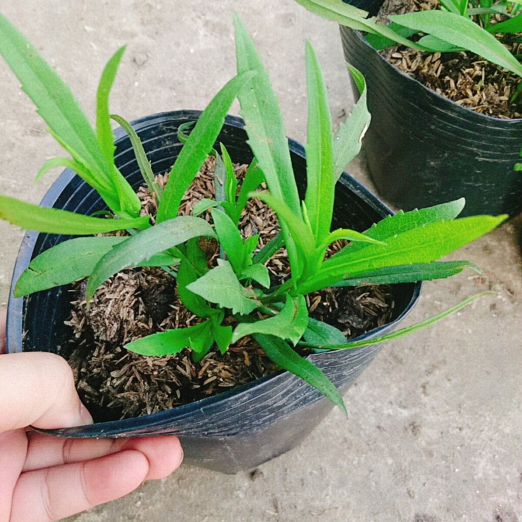 Cây Hoa Thạch Thảo (Tím) - cây cảnh để bàn