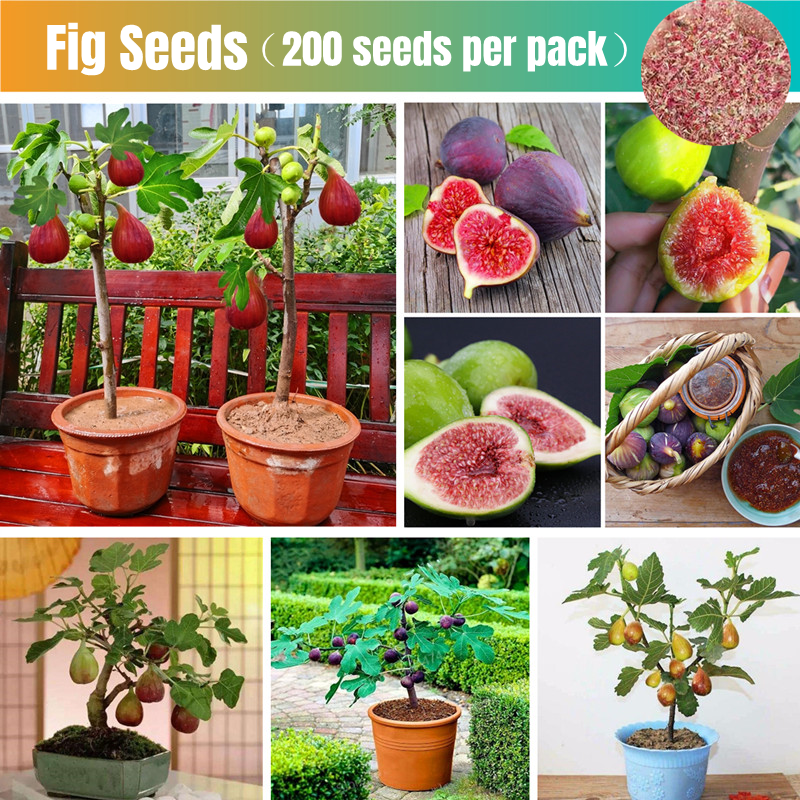 Sweet Fig Fruit Seeds for Sale (200pcs Seeds for Planting) Tropical