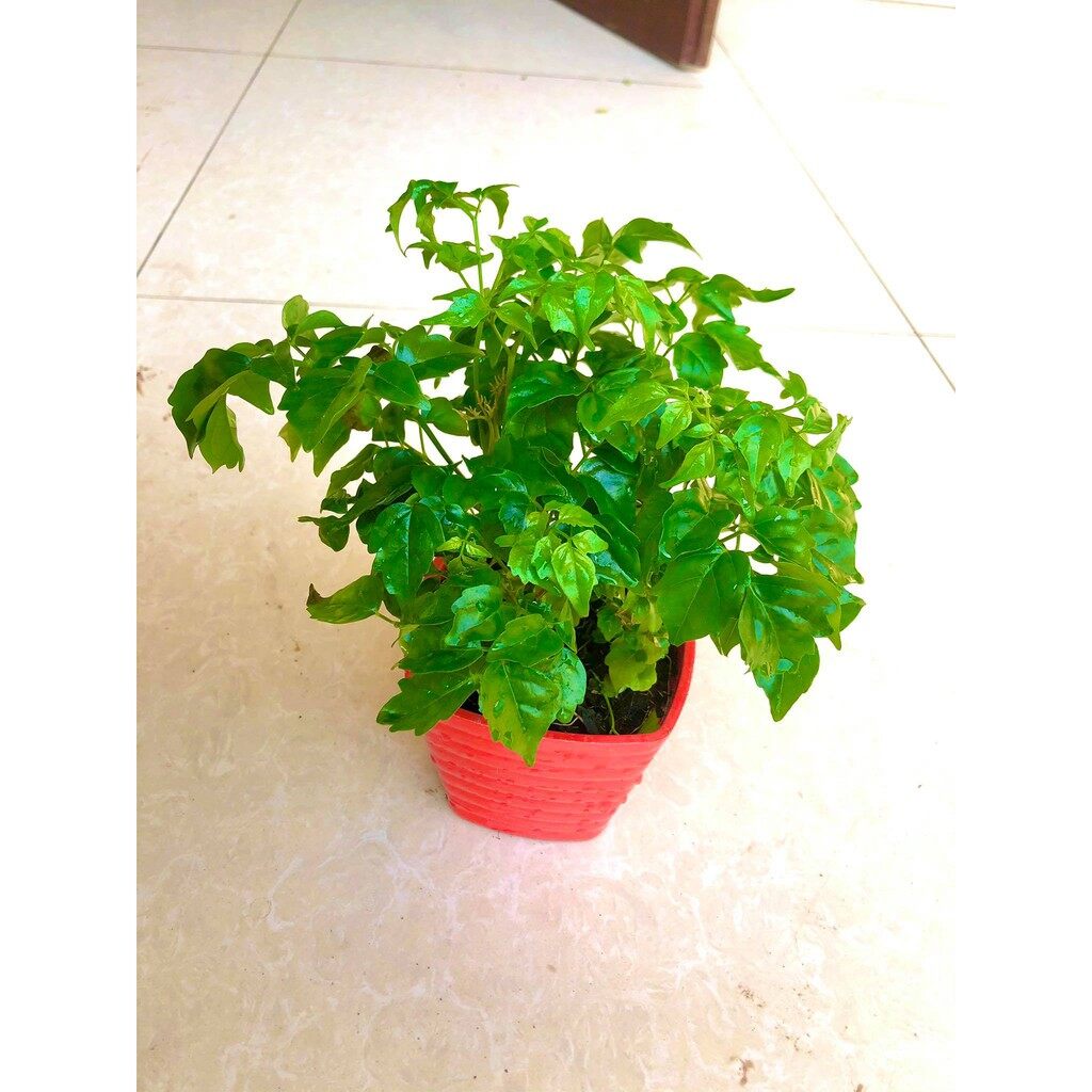 Cây hạnh phúc để bàn +chậu ảnh thật (cây nội thất phát triển tốt trong môi trường thiếu ánh sáng)