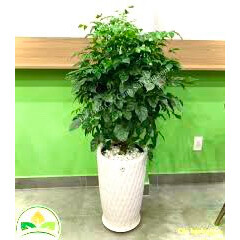 Cây hạnh phúc cao 1m1 - cây nội thất phong thuỷ (ảnh thật số 2)