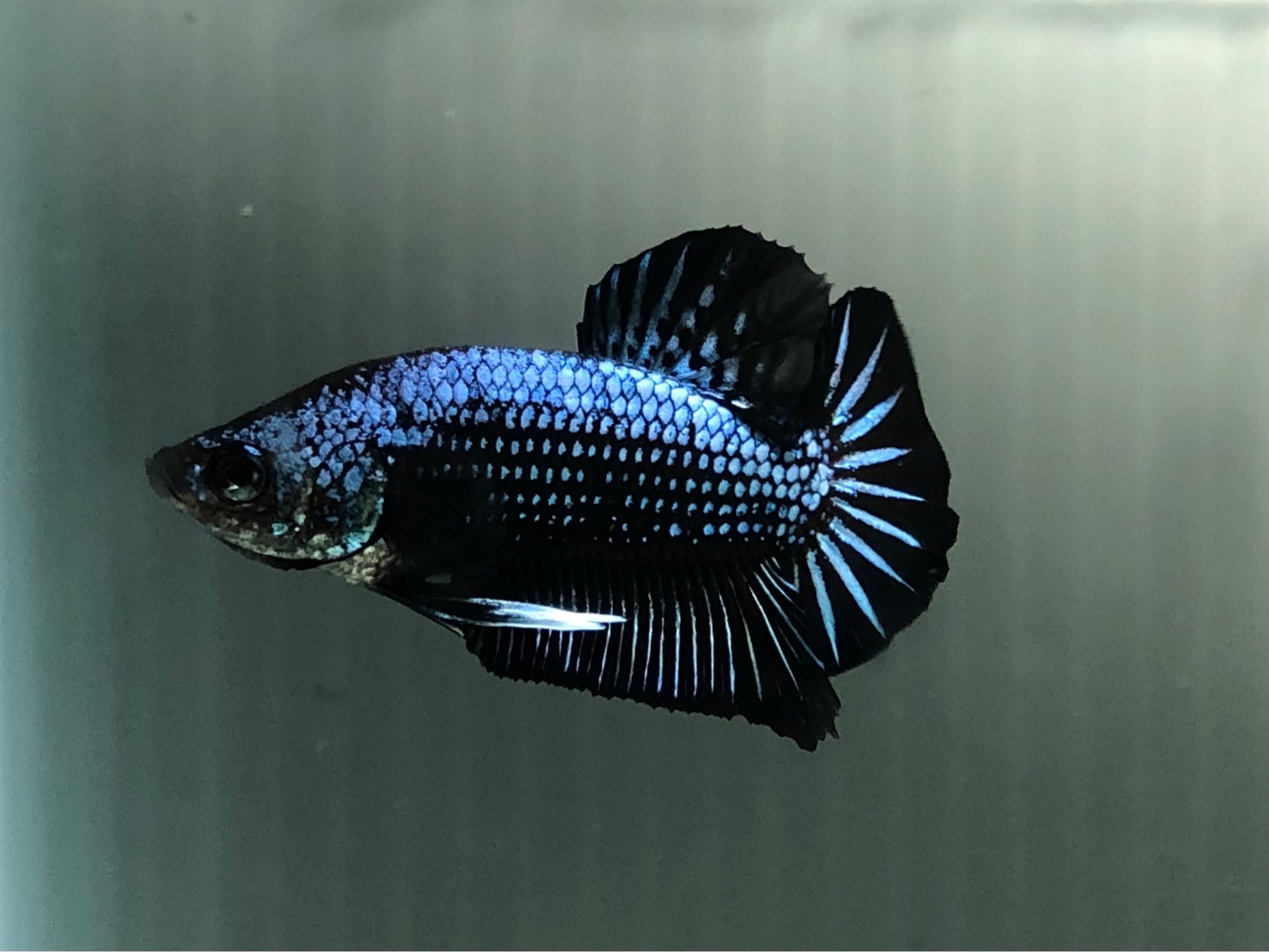 Betta Ikan Laga Jantan Blue Samurai Male Betta Lazada