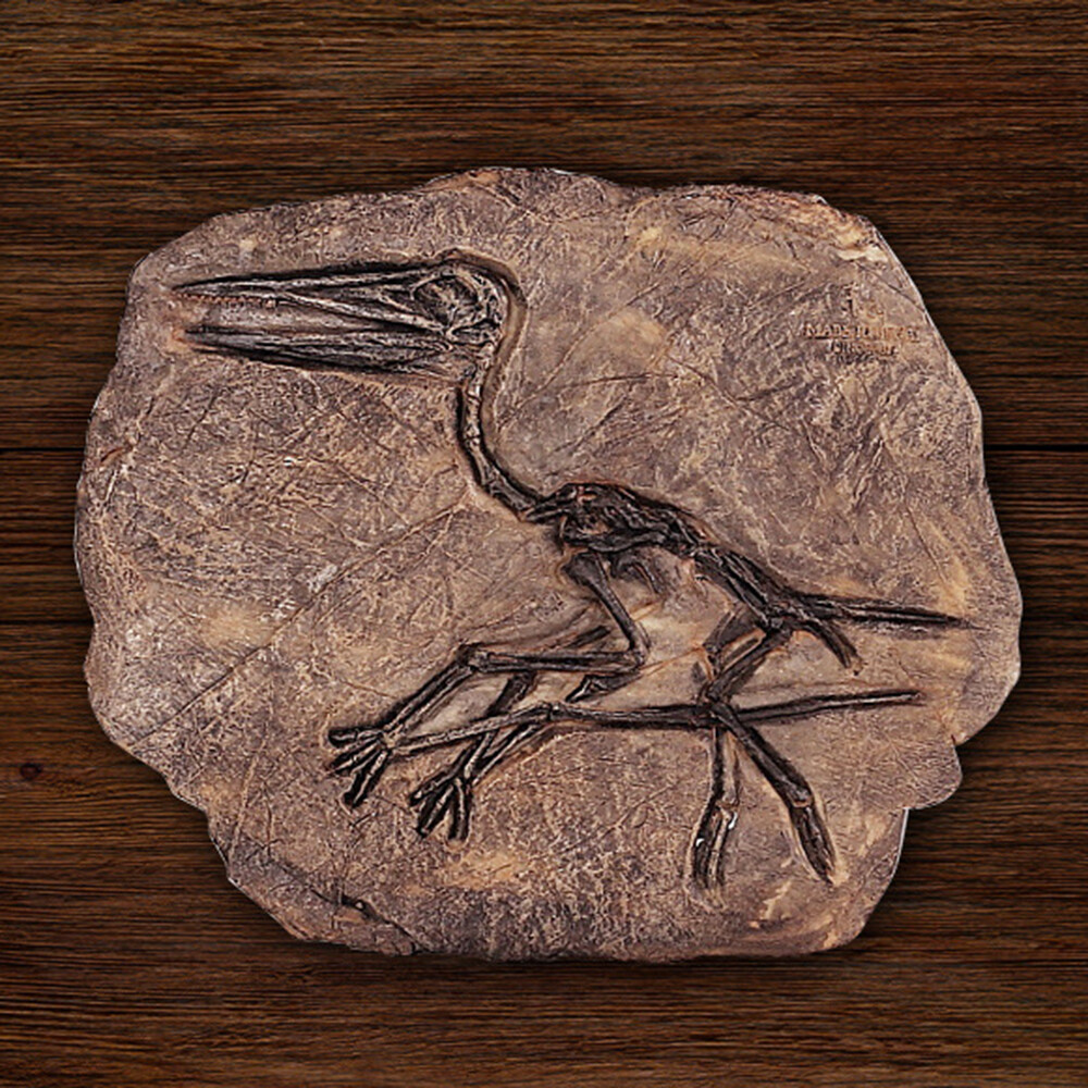 BOKALI 1PCS  New Rare Carnivorous Dinosaur Sinosauropteryx Fossil Cretaceous 140 Million Year