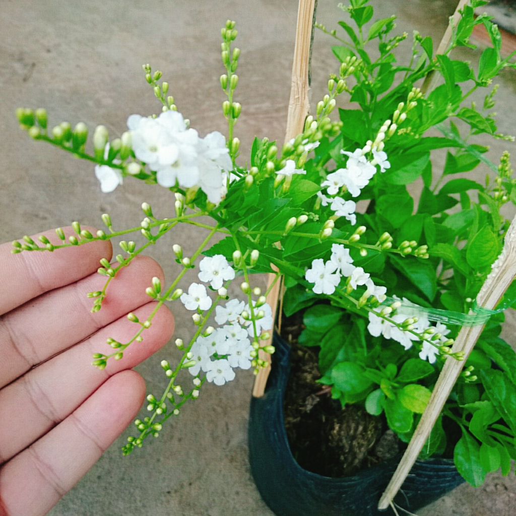 Cây Chuỗi Ngọc Trắng - chuỗi ngọc thái siêu bông