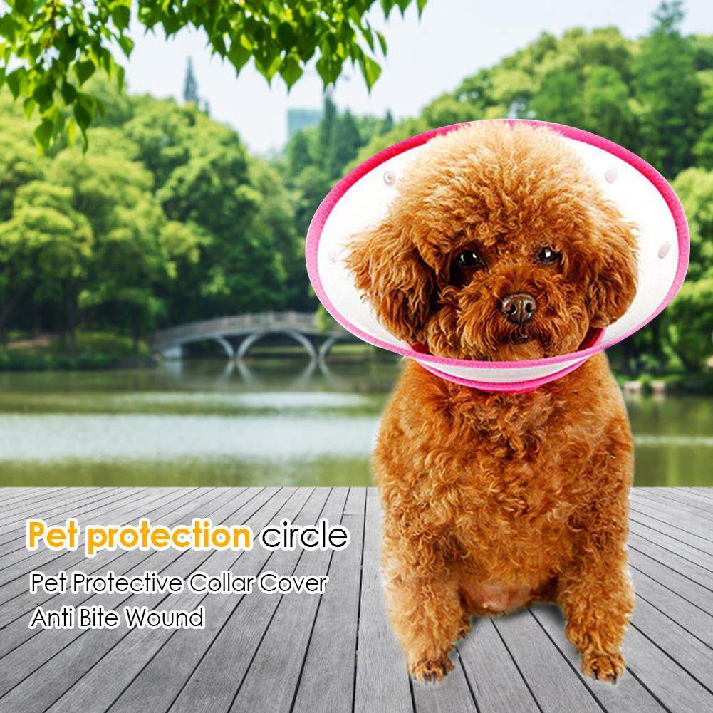 toy poodle dog collar