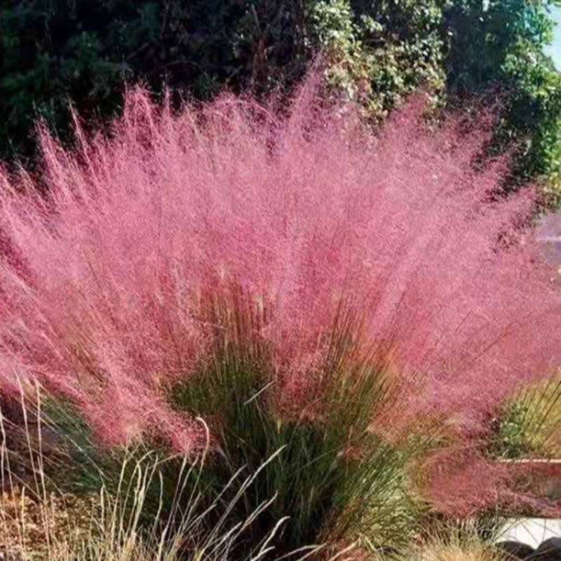50 pink daisy grass potted garden garden perennial flower plant DIY garden four seasons sowing easy to live