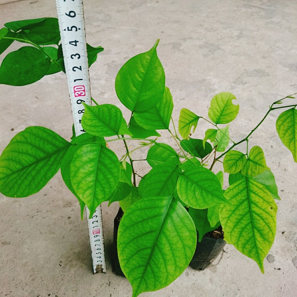 Cây Giáng Hương