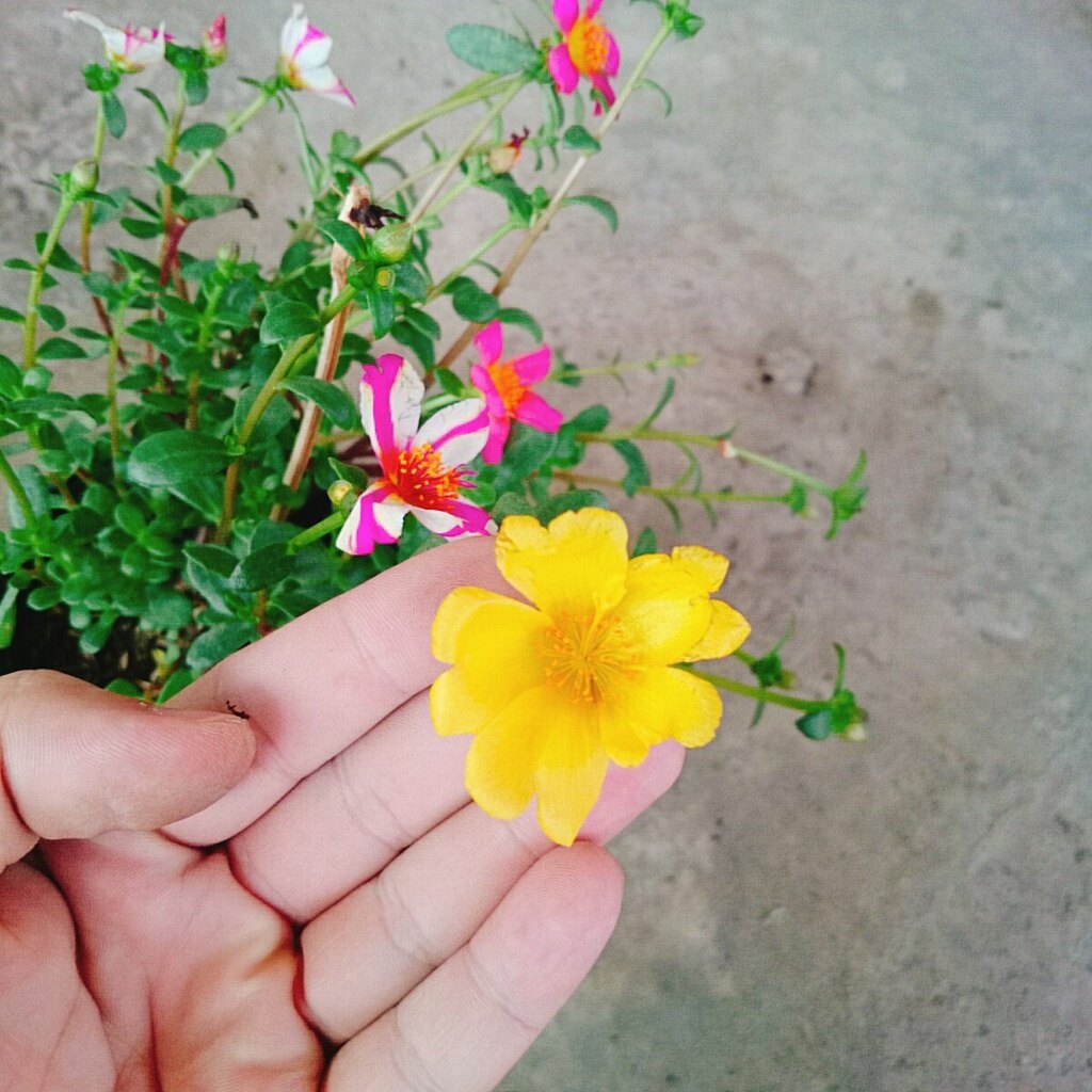 Hoa Mười Giờ Sam - cây cảnh đẹp