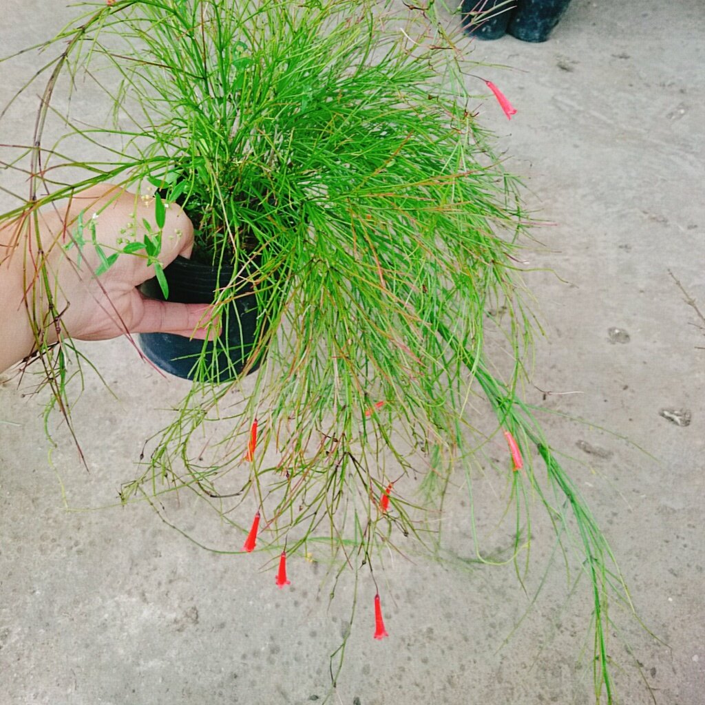 Cây Liễu Tường Hoa Đỏ - cây cảnh để bàn