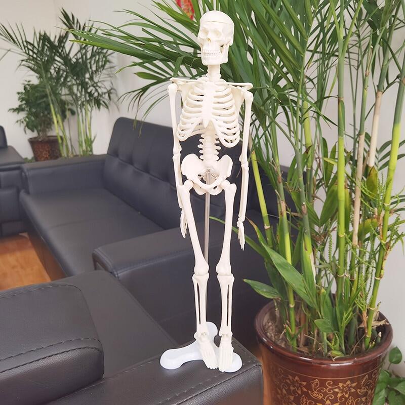 Standard People Active Model Skeleto Anatomy Skeleton Skeleton Model Learning Halloween Party Decoration Skeleton 45Cm