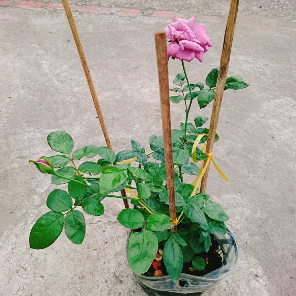 Hoa Hồng Tím ( Thank You Rose )