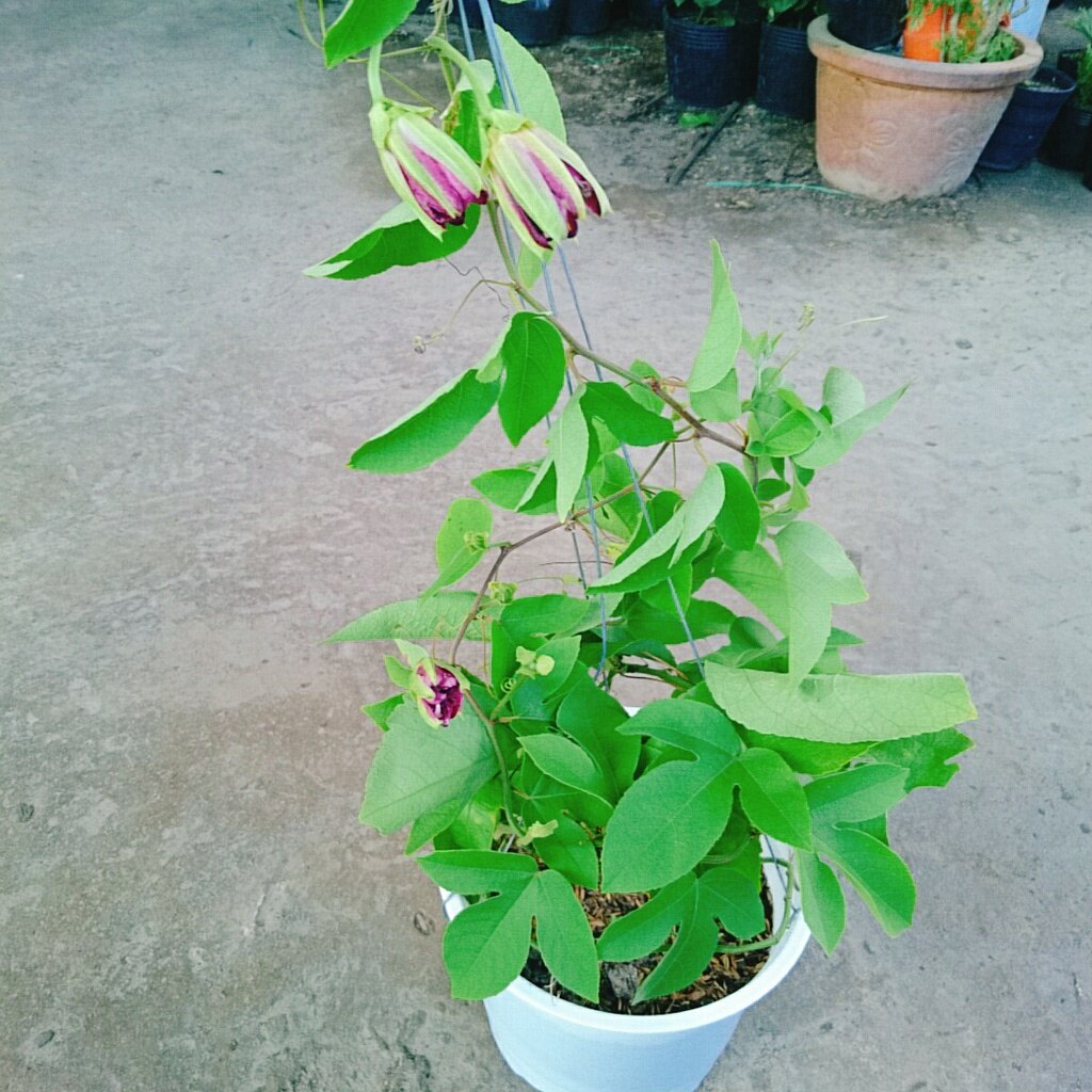Cây Hoa Sao Biển (Đỏ) - cây cảnh đẹp