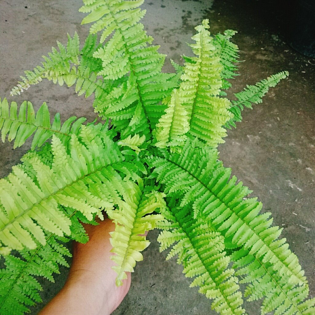 Cây Dương Xỉ Mỹ - cây cảnh để bàn