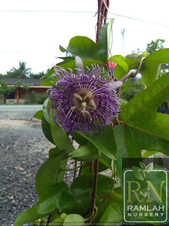 Rn Passion Flower Purple Fragrance Bunga Markisa Ungu Wangi Lazada