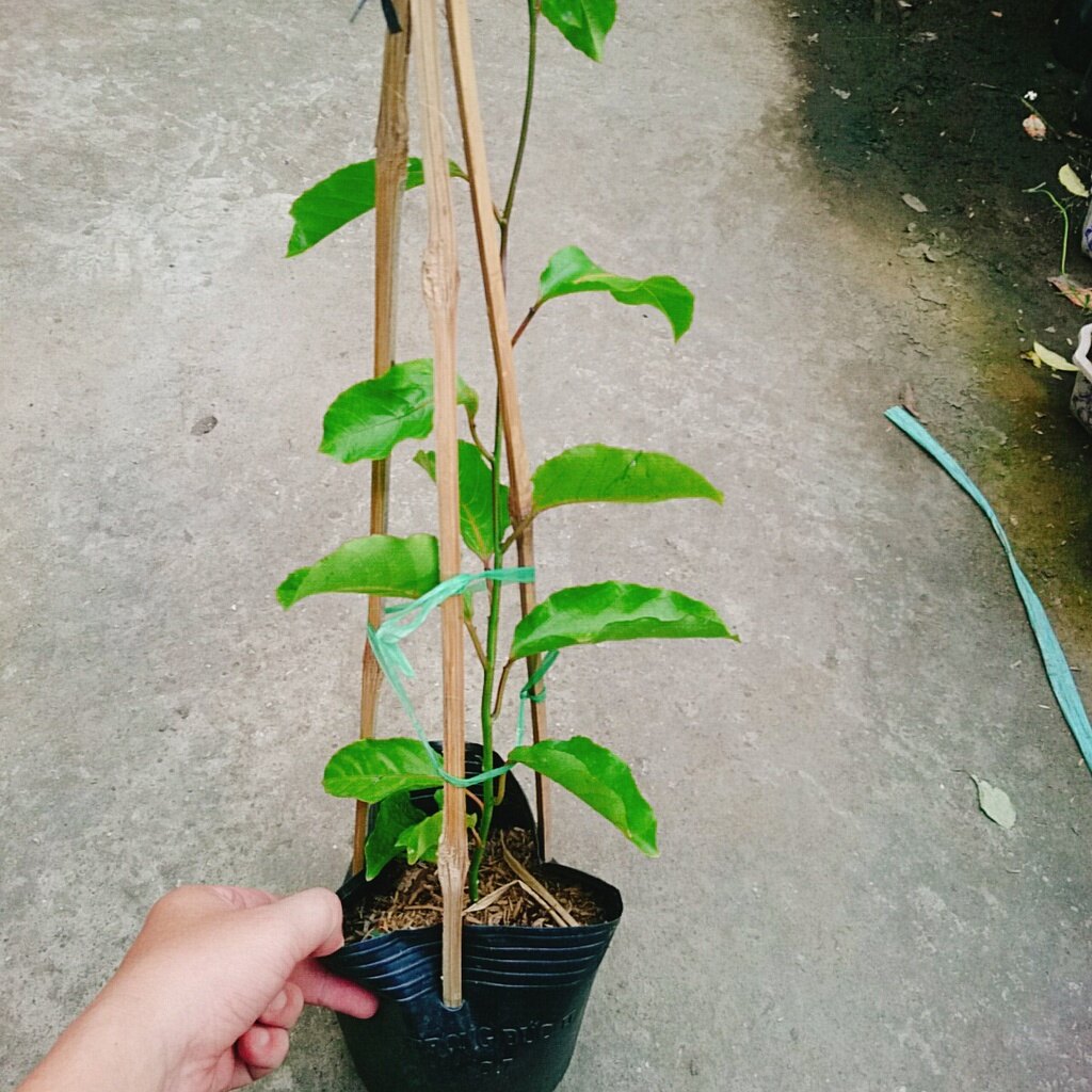 Cây Chanh Dây Ngọt Vàng - 3 tháng cho trái