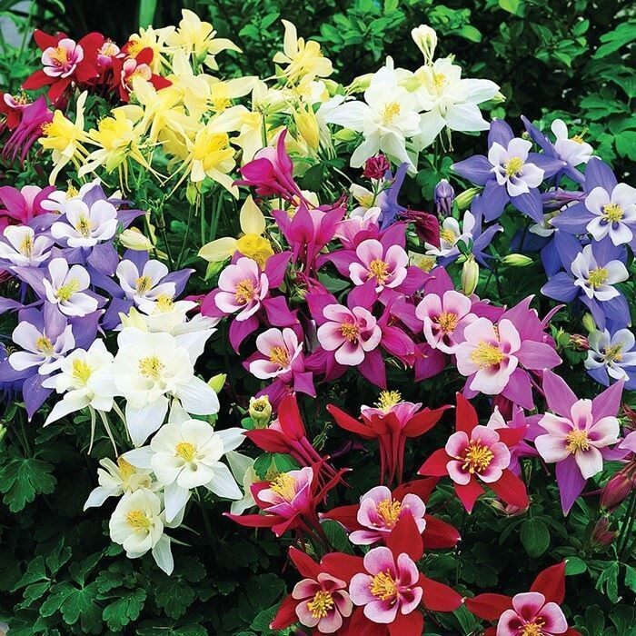 Hạt Giống Hoa Lan Chuông (Bồ Câu) 50 Hạt
