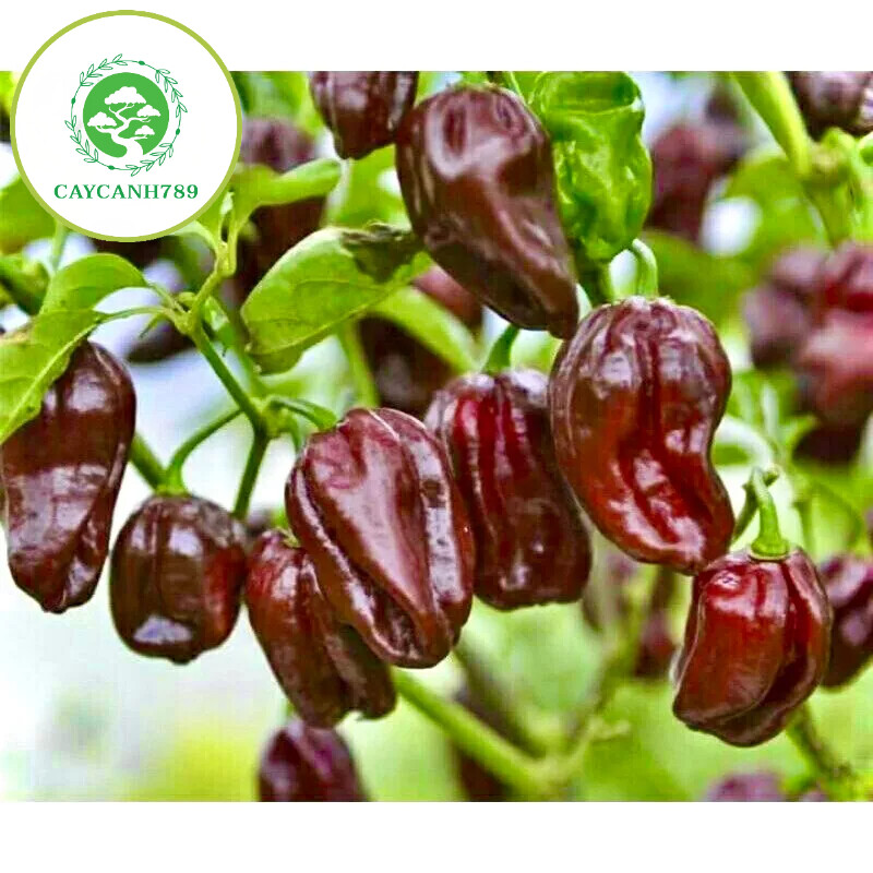 Cây ớt Habanero siêu cay cao 50cm đang quả