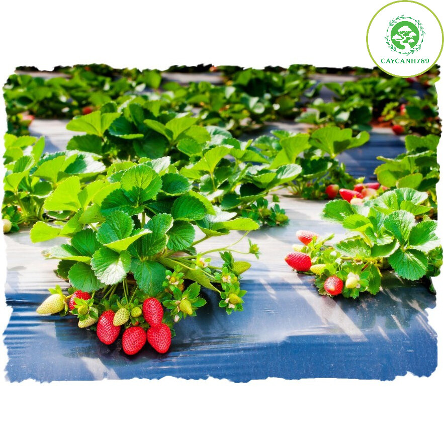 Cây dâu tây nhật lùn giống ra trái 30 ngày