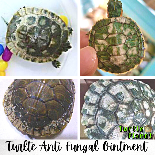 Anti fungal Ointment for turtle ubat kura kura fungus turtle shell ...