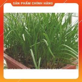 Hạt giống hẹ ta gói 10g.