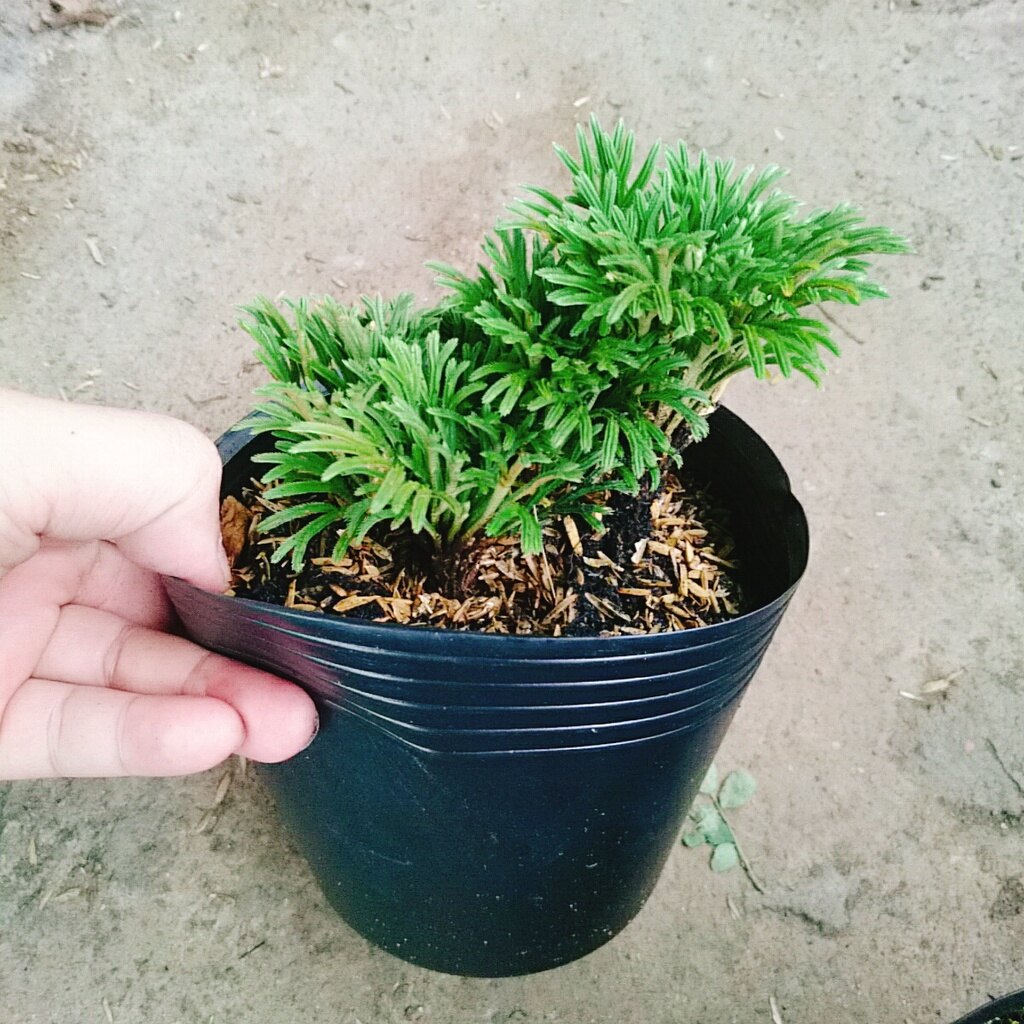 Cây Trường Sinh Thảo - cây cảnh bonsai
