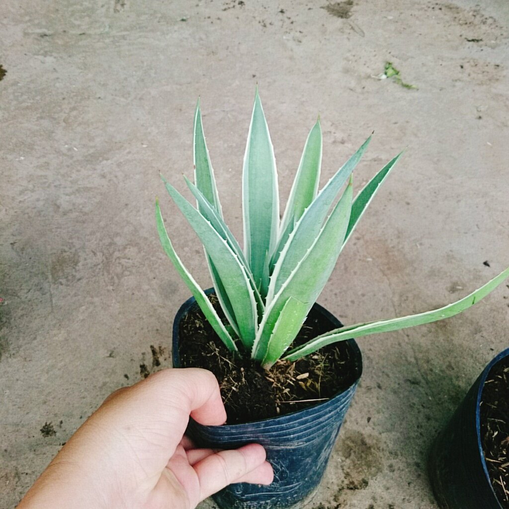 Cây Dứa Agao ( Dứa Nam Mỹ ) - cây cảnh đẹp