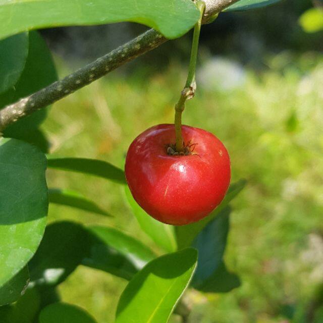 Malaysia Stock Anak Benih Pokok Buah Ceri Barbados Lazada