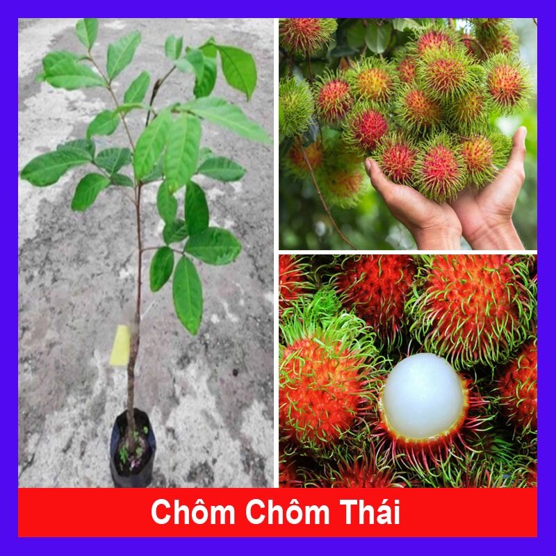 Cây Chôm Chôm Thái - cây ăn quả