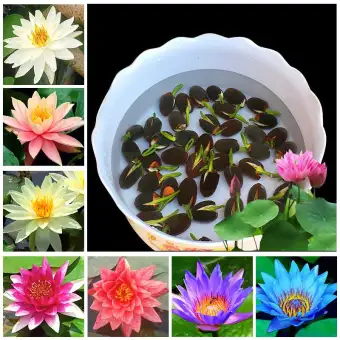 40pcs Bag Bonsai Flower Lotus Flower For Summer 100 Real Bowl Lotus Pots Bonsai Garden Plants Random Color Expect Surprise Lazada Ph