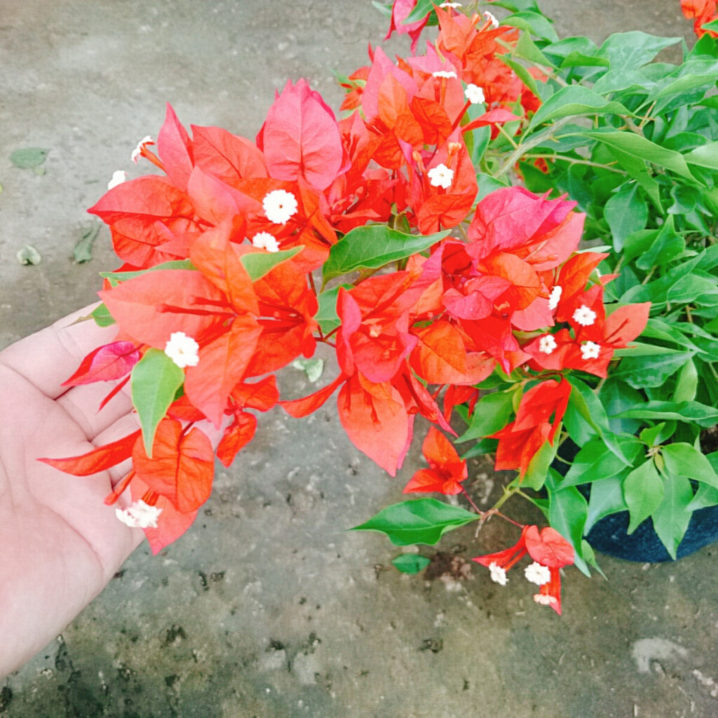 Cây Hoa Giấy Đỏ Lửa - cây cảnh để bàn