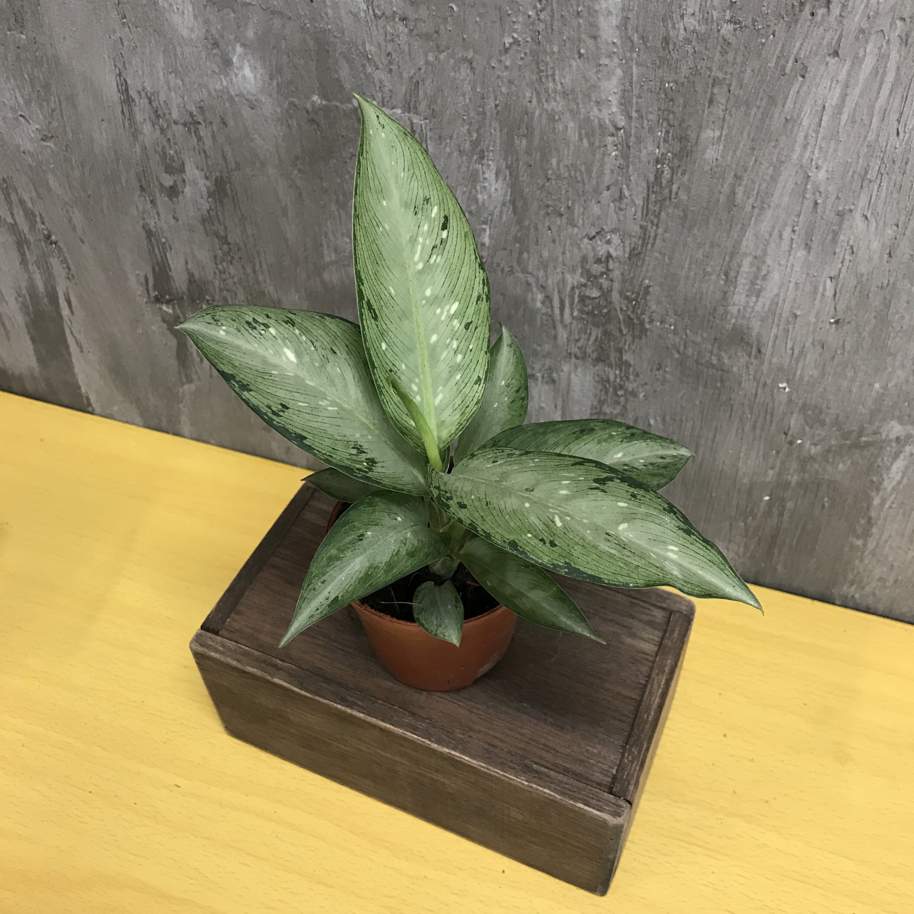 90s Greenovation Live Plant Dieffenbachia Silver 花叶万年青 Lazada