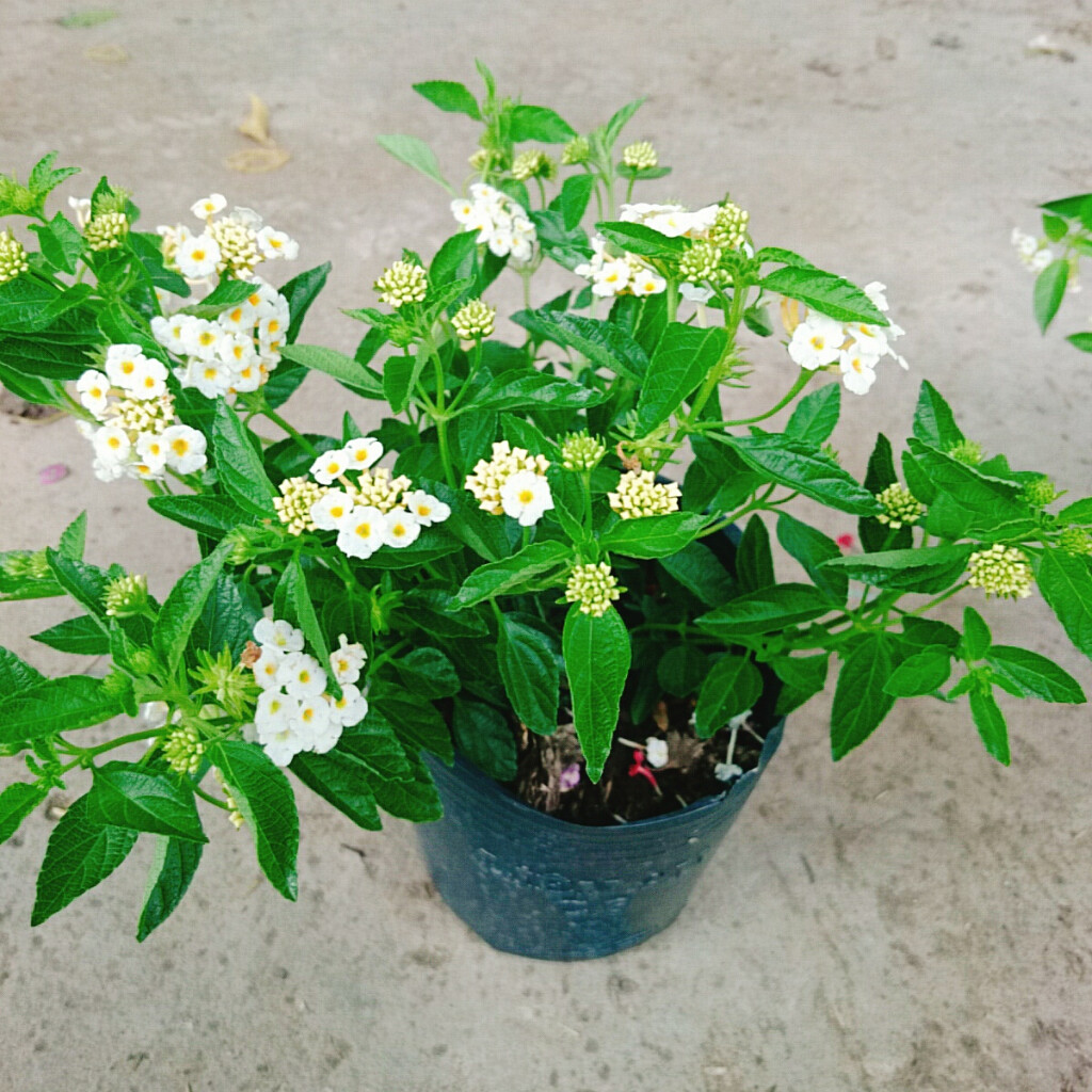 Hoa Ngũ Sắc (Trắng) - Hoa Trâm Ổi Trắng