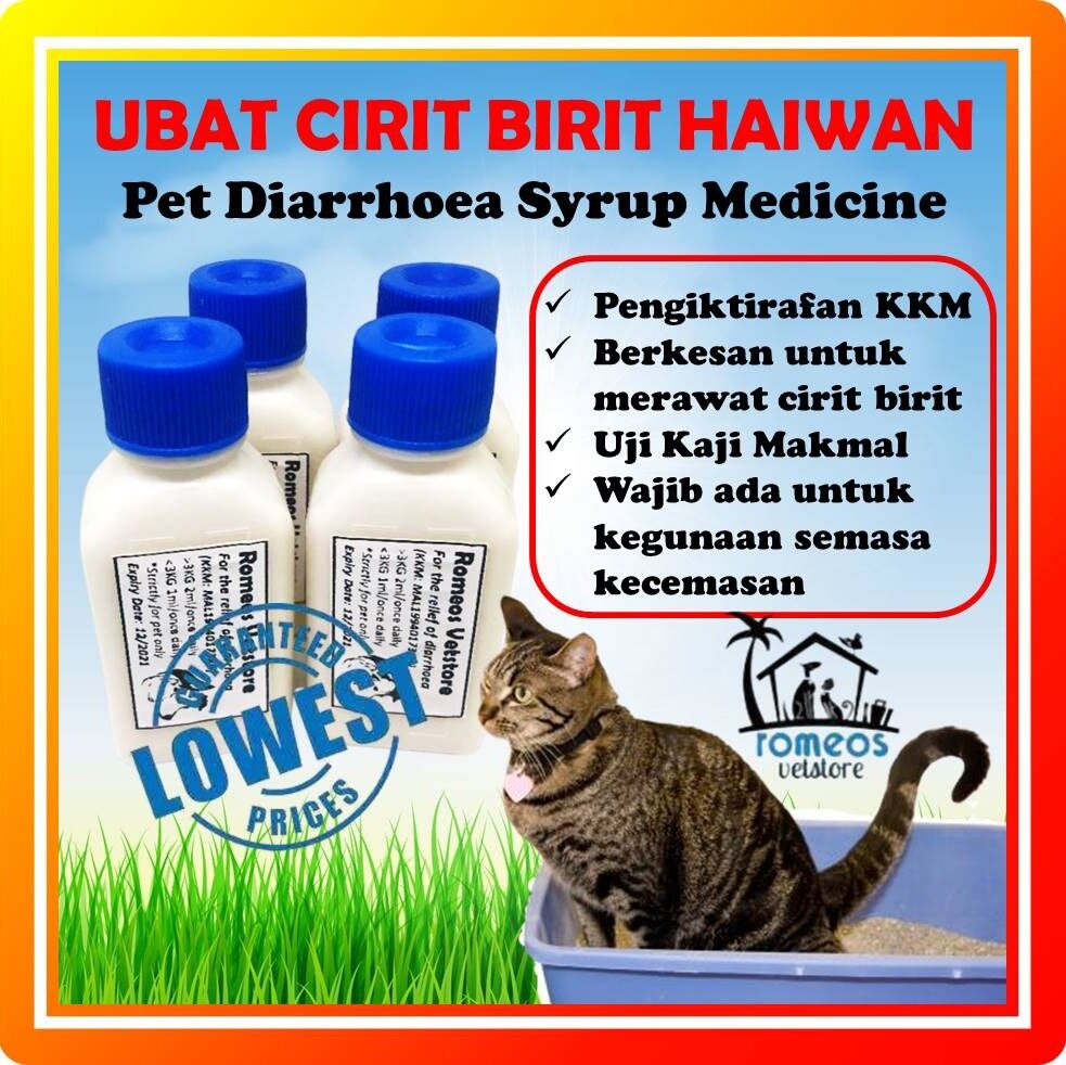 cara merawat kucing demam