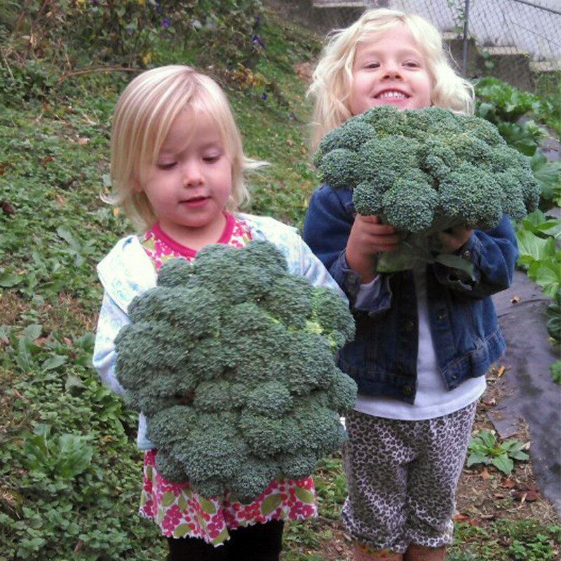 200Pcs Broccoli Seeds 3 Kind Vegetable Organic Useful Natural Nutritious Plant