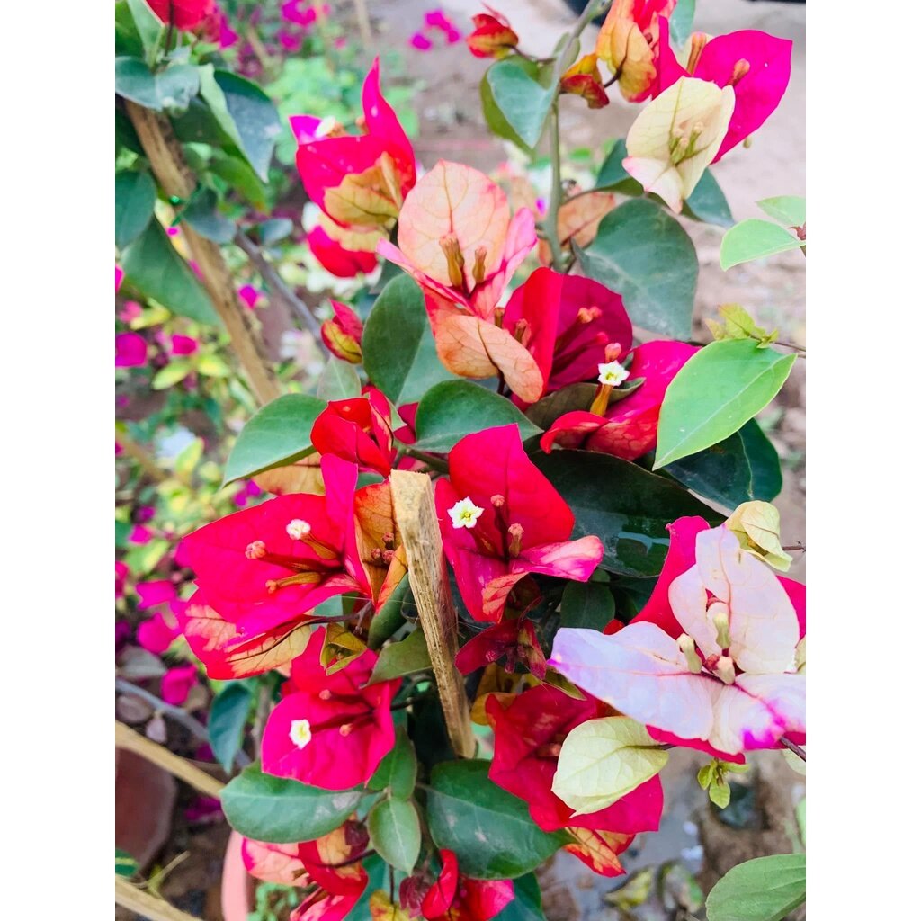 Cây hoa giấy đổi màu Ấn Độ - cây cảnh để bàn
