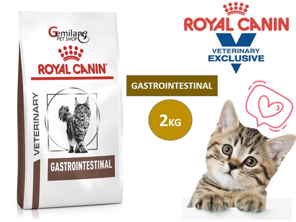 gastro kucing