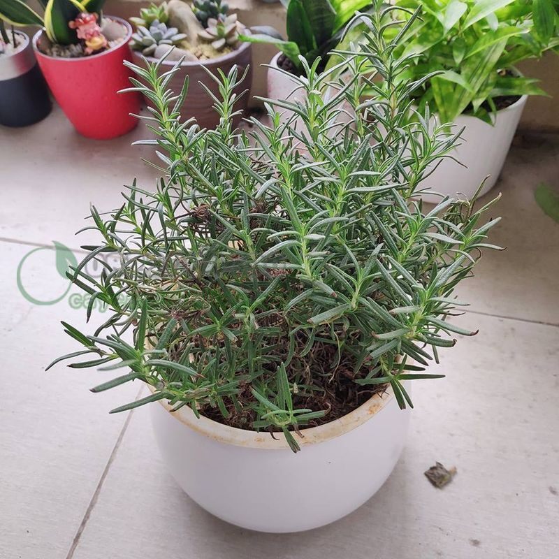 MA48 Hạt Giống Cây Hương Thảo 10 Hạt